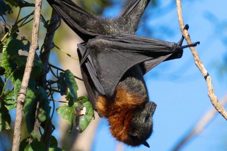 Flying Fox Tour: Australias Largest Bats - Common questions