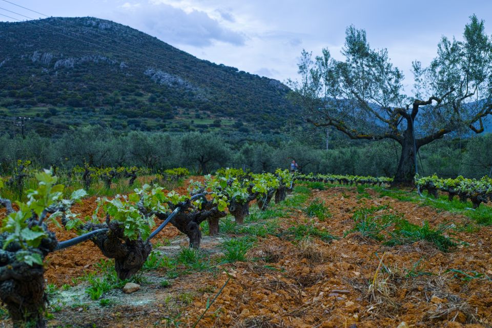 From Athens: Wine, Oil, & Cheese Tasting in Nemea & Argolis - Common questions