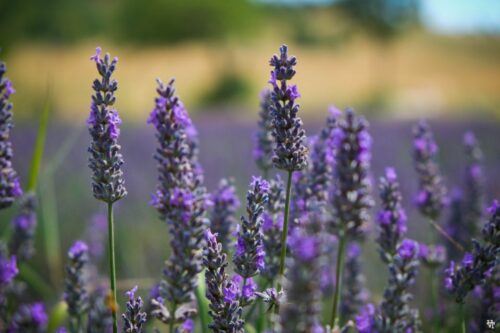 From Avignon: Lavender & Luberon Villages - Customer Review and Feedback