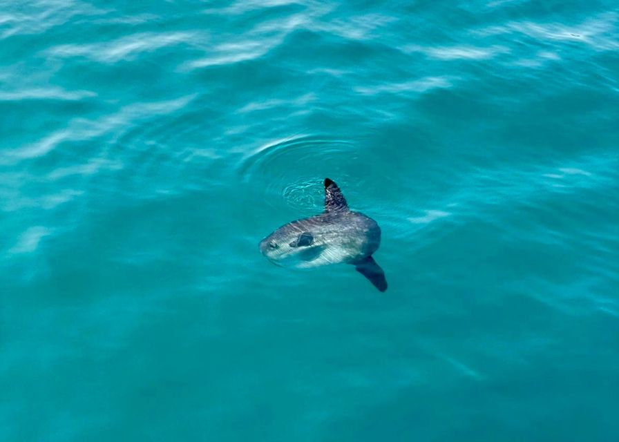 From Benalmádena & Torremolinos: Dolphin Watch Boat Trip - Additional Tips