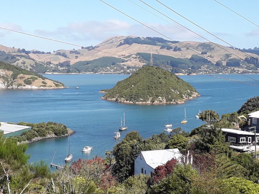 From Dunedin: City, Otago Peninsula & Albatross Guided Tour - Logistics, Testimonials, and Meeting Point