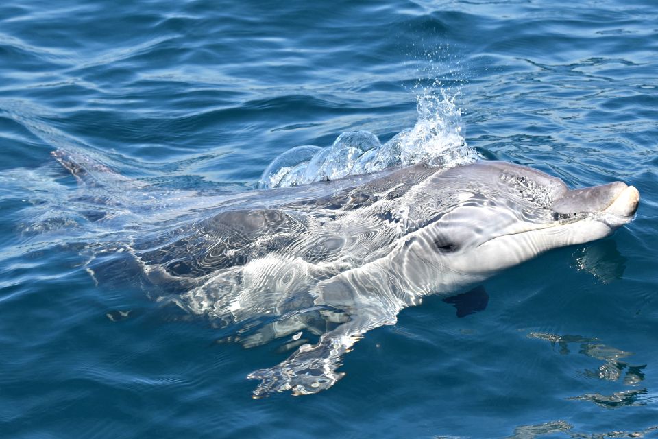 From Fremantle: 2-Hour Luxury Whale-Watching Cruise - Last Words