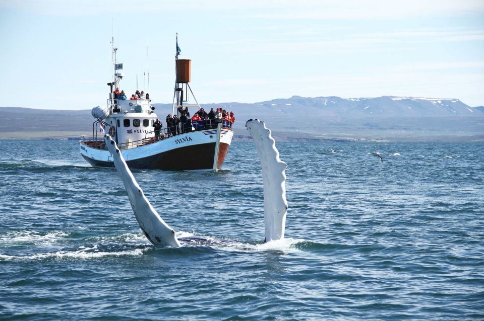 From Húsavík: Traditional Whale Watching Tour - Last Words