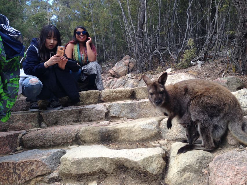 From Launceston: Full-Day Wineglass Bay Explorer Tour - Common questions