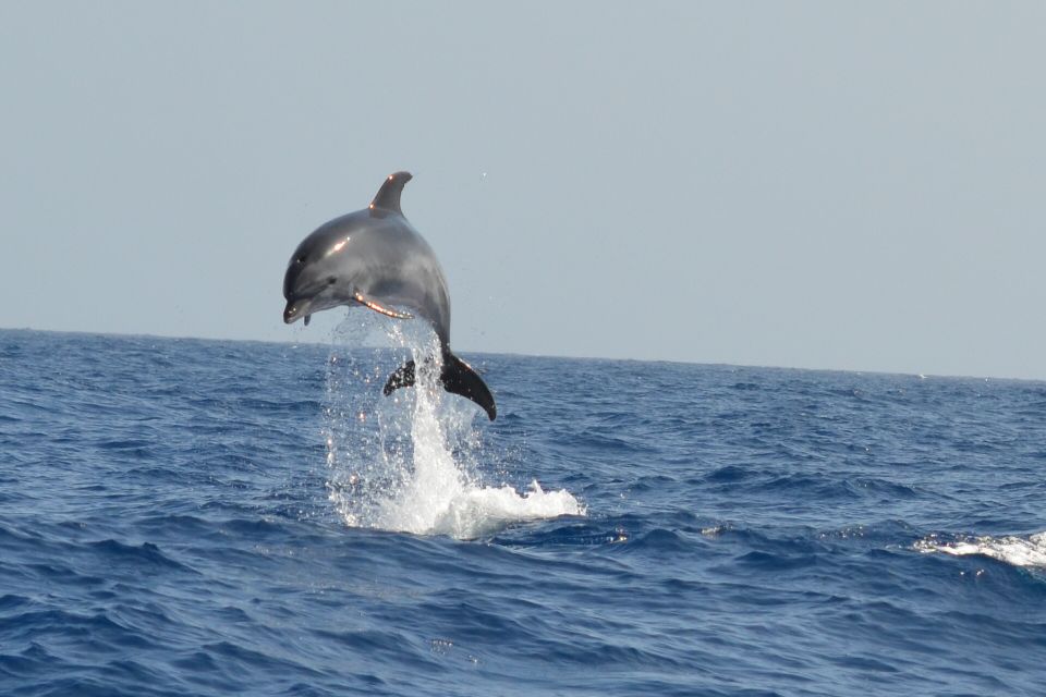 From Los Gigantes: Whale Watching Sailboat Cruise - Departure Details