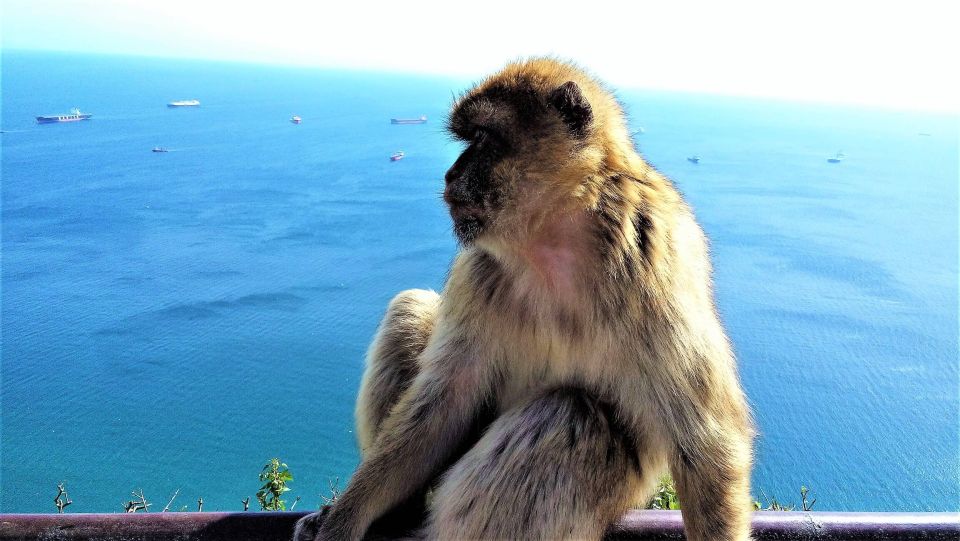 From Marbella: Guided Private Trip to Gibraltar and Estepona - Last Words