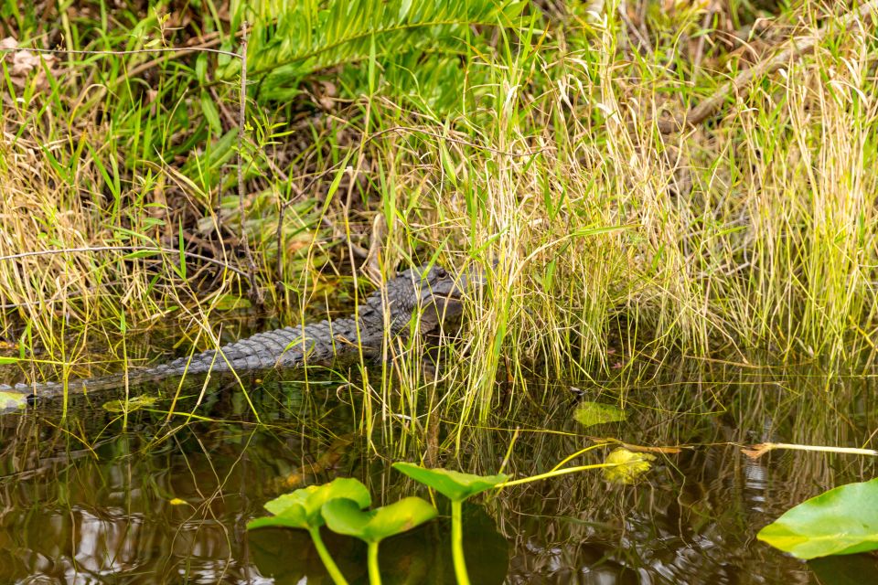 From Miami: Everglades Wildlife Show, Airboat & Bus Transfer - Additional Information