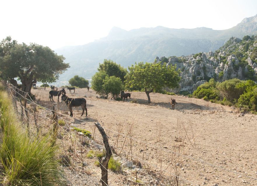 From Palma: Serra Tramuntana and Lluc Monastery Guided Tour - Last Words