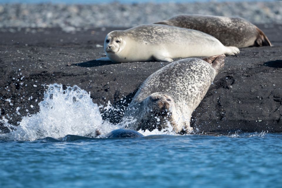 From Reykjavík: 3-Day Tour of the Wild Westfjords - Last Words