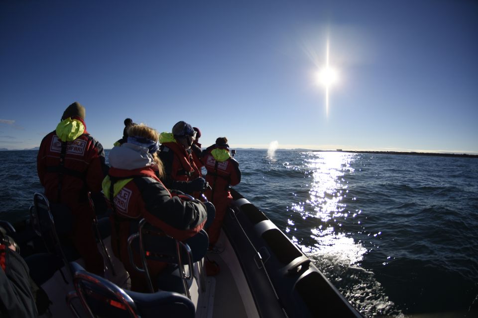 From Reykjavik: Whale and Puffin Watching RIB Boat Tour - Last Words