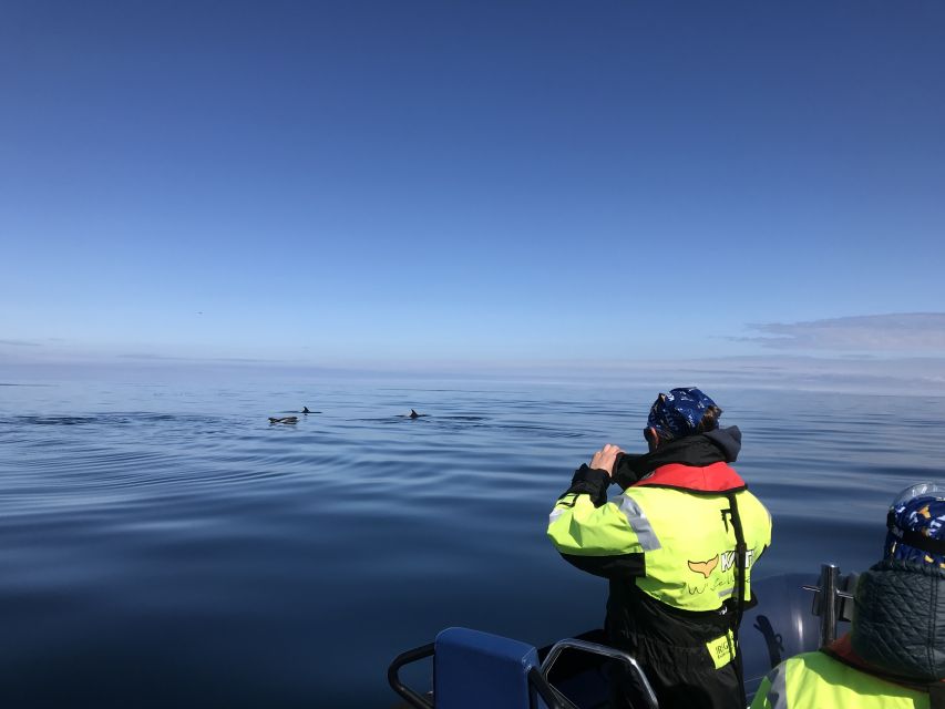 From Reykjavik: Whale Watching Tour by Speedboat - Common questions