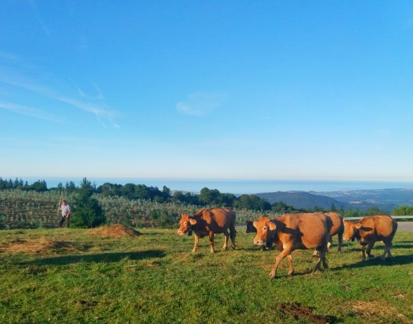 From Santander or Torrelavega: Soplao Cave Excursion - Common questions