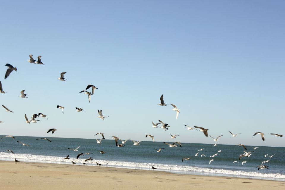 From Seville: Doñana Natural Park, El Rocio and Matalascañas - Last Words