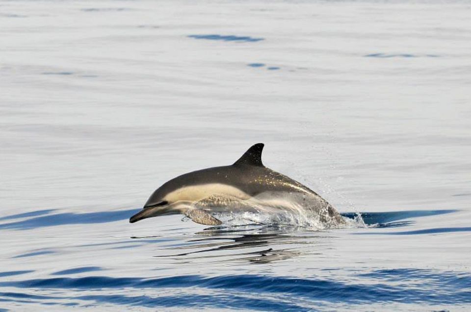 From Seville: Gibraltar Dolphins Watching Day Trip - Last Words