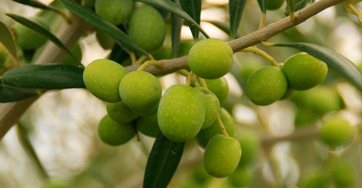 From Seville: Olive Oil Farm Tour - Additional Notes