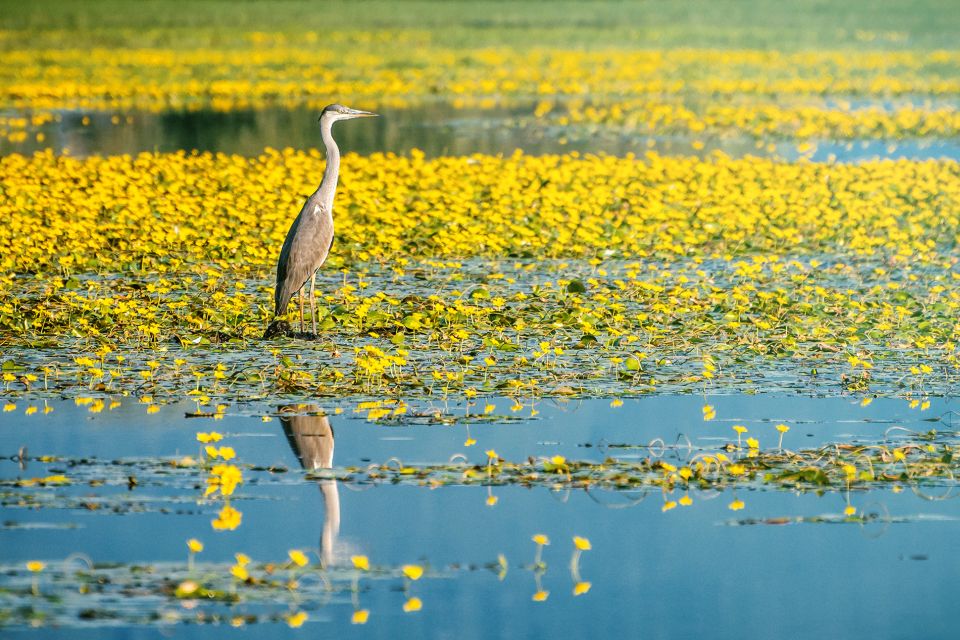 From Thessaloniki: Private Day Trip to Kerkini Lake - Last Words