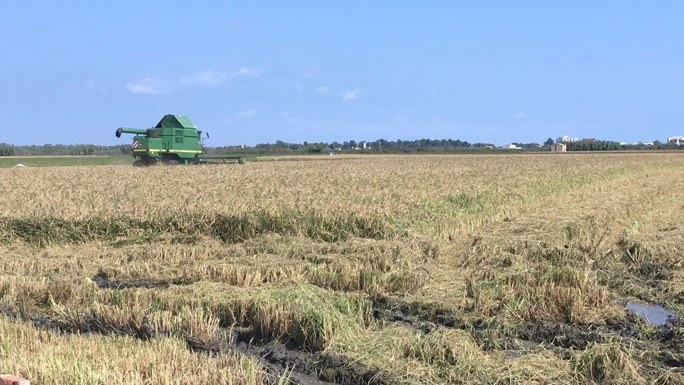 From Valencia: Albufera Day Trip With Boat Tour and Transfer - Last Words