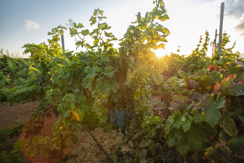 Fuerteventura: Tour of Bodega Conatvs Vineyard With Tasting - Pricing and Cancellation