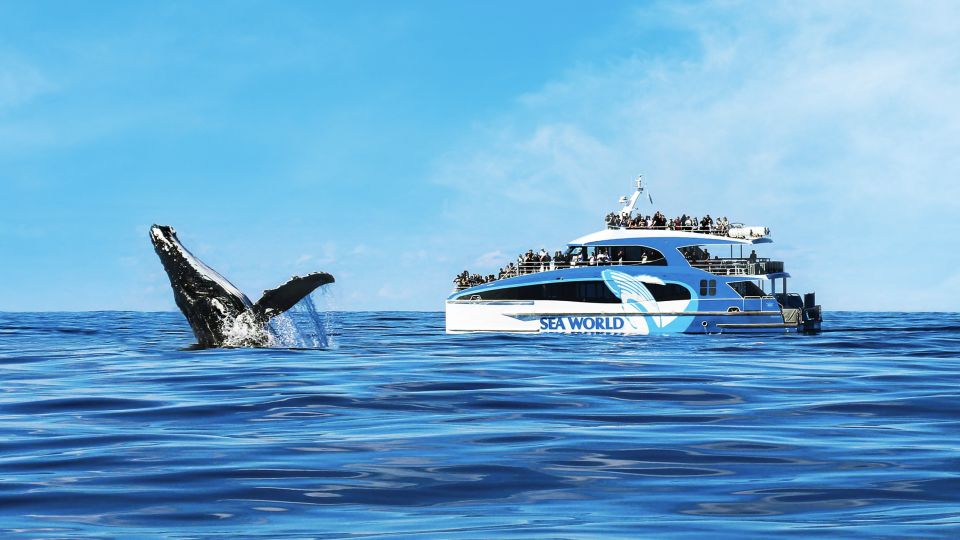 Gold Coast: Premium Whale Watching Cruise With Naturalist - Highlights