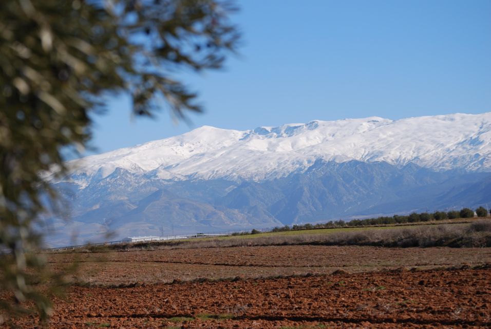 Granada in EVOO: Authentic Guided Tour, Tasting and Tapas - Unforgettable Tasting Experience