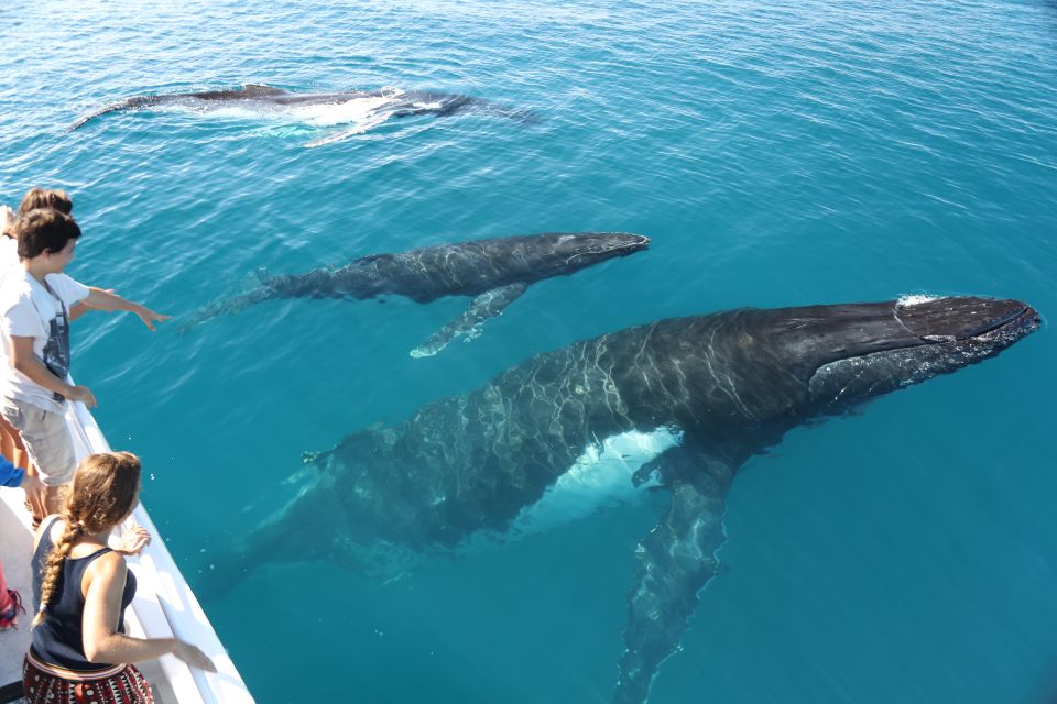 Hervey Bay 4-Hour Whale Watch Encounter - Convenient Transportation and Pickup Locations