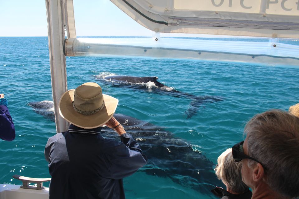 Hervey Bay: Ultimate Whale Watching Experience - Safety Measures and Sanitation Standards