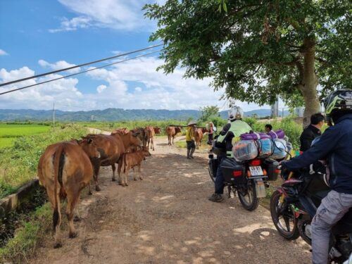 Ho Chi Minh to Hoi An - 8 Days Guided Motorcycle Tour - Common questions