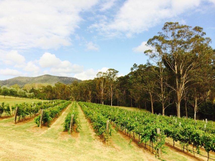 Hunter Valley: Tulloch Wines Mystery Wine & Cheese Tasting - Take-Home Wine Experience Guide
