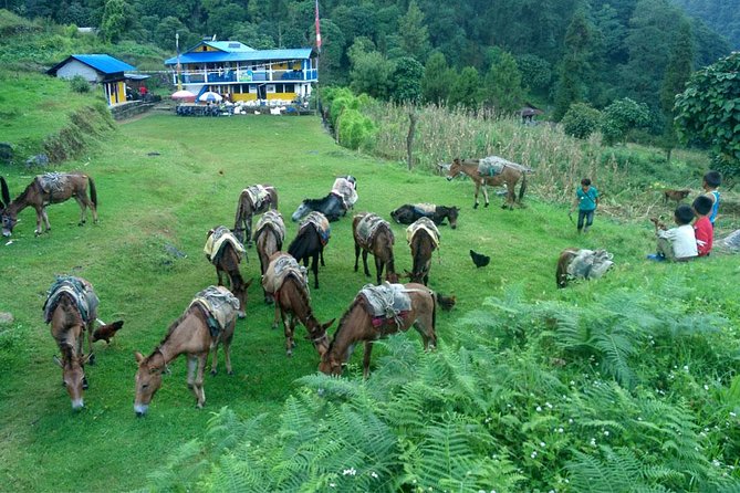 Kanchenjunga South Base Camp Trek – 13 Days