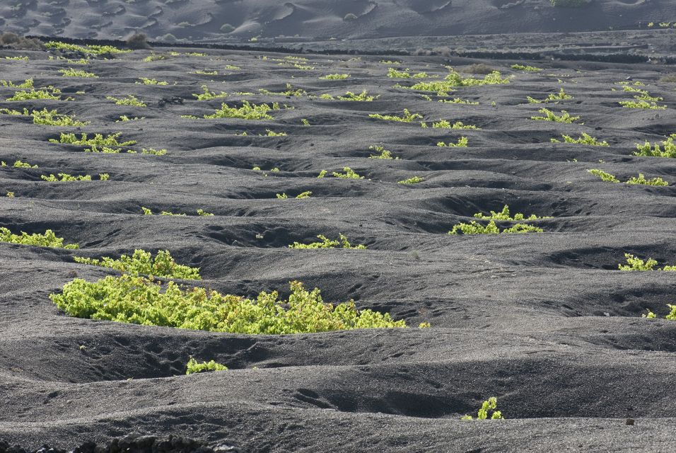 Lanzarote: Vineyard Tour With Wine and Chocolate Tasting - Last Words