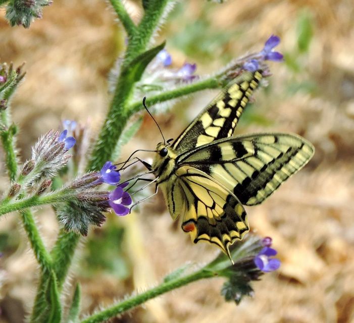 Lasithi Area: Cretan Culture & Nature Tour - Last Words