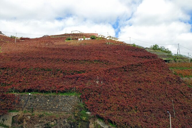 Madeira Wine Tasting and Sightseeing Private Tour From Funchal - Customer Reviews and Ratings