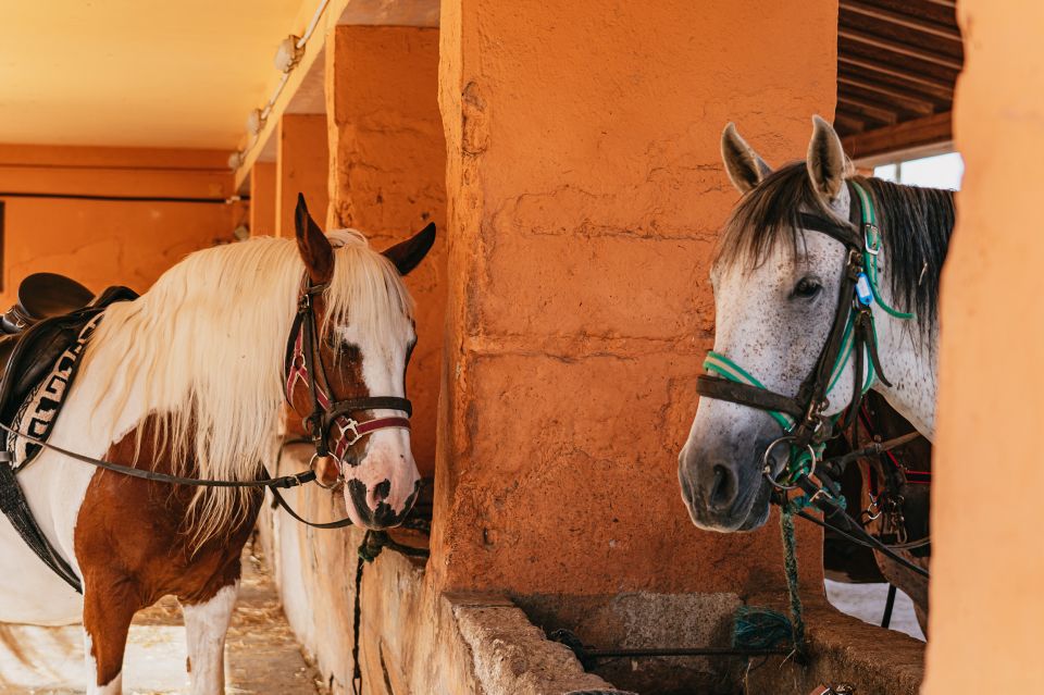 Mallorca: Mountain Horse Riding Experience W/ Brunch Option - Last Words