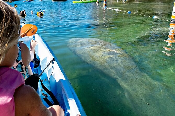 Manatee Kayak Encounter - Last Words