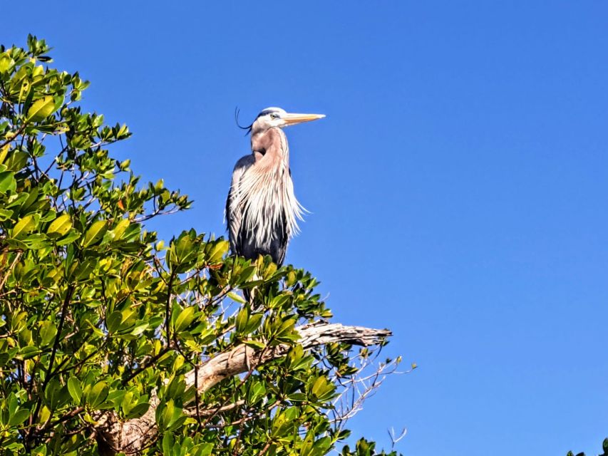 Marco Island: Kayak Mangrove Ecotour in Rookery Bay Reserve - Directions to Meeting Point