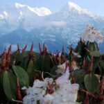 8 mardi himal trek 12 days Mardi Himal Trek - 12 Days