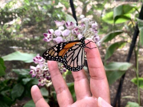 Maui: Interactive Butterfly Farm Entrance Ticket - Common questions