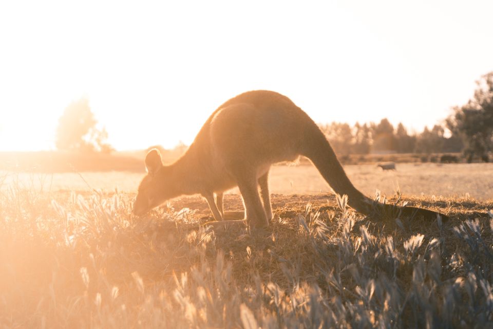 Melbourne: 12 Apostles, Great Otways and Great Ocean Road - Recommendations