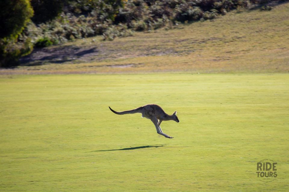 Melbourne: Great Ocean Road & Wildlife Tour for Backpackers - Common questions