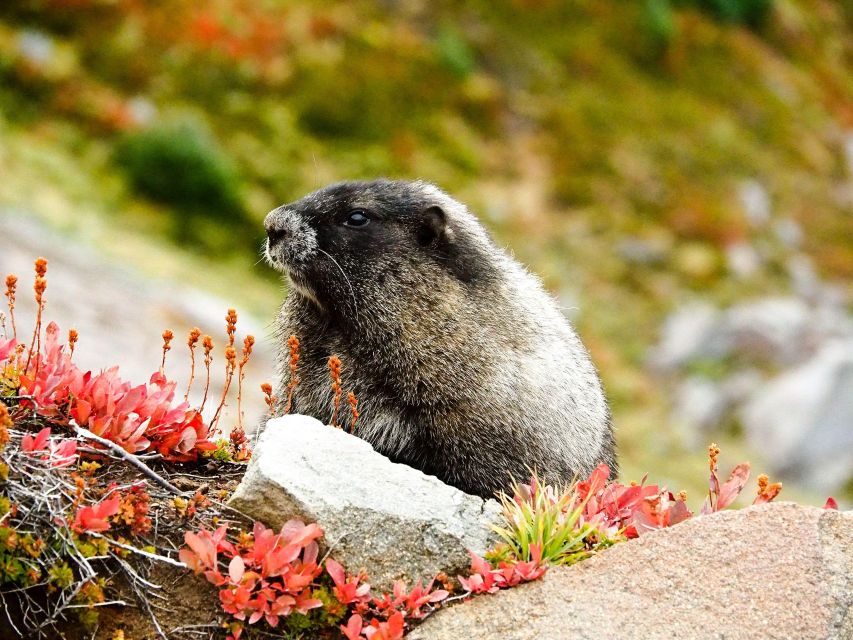 Mount Rainier National Park: Audio Tour Guide - Common questions