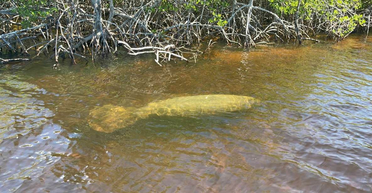Naples, Florida: Manatee Sightseeing and Wildlife Boat Tour - Common questions
