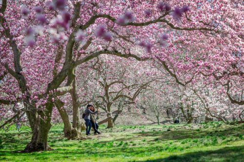 NYC: New York Botanical All-Garden Pass Entry Ticket - Common questions