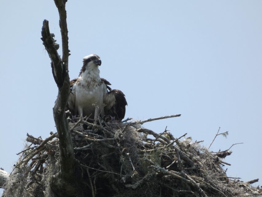 Orlando: Small Group Scenic Wekiva River Kayak Tour - Last Words