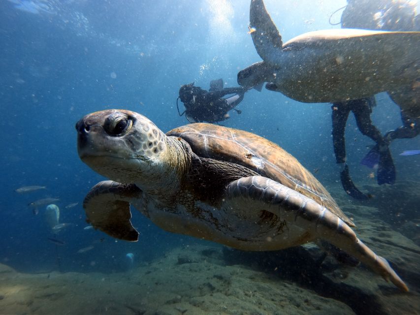 PADI OpenWaterDiving Course in Costa Adeje, Puerto Colon - Common questions