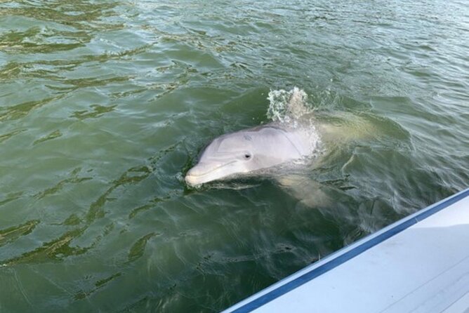 Private Hilton Head Dolphin Tour - Common questions