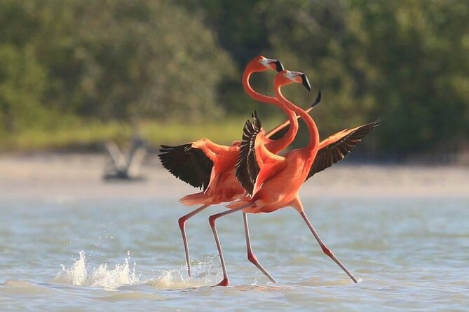 Private Tour Celestun Flamingo Watching and Beach - Common questions