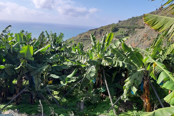 Private Tour of Banana Farm From Funchal - Last Words