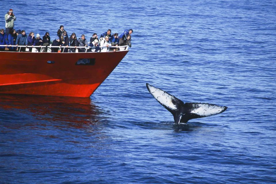 Reykjavik: 3-Hour Whale Watching Tour - Common questions