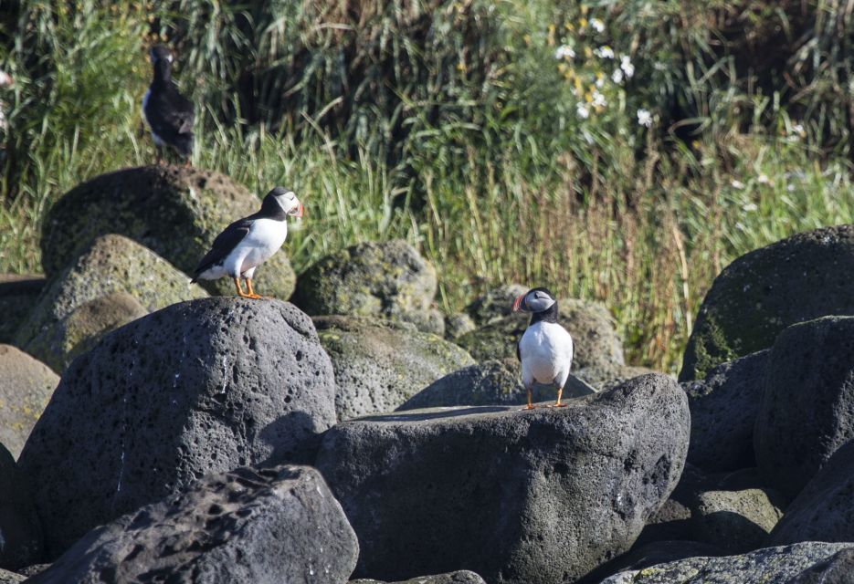 Reykjavik: Half-Day Whales and Puffins Cruise Combo Tour - Cancellation Policy