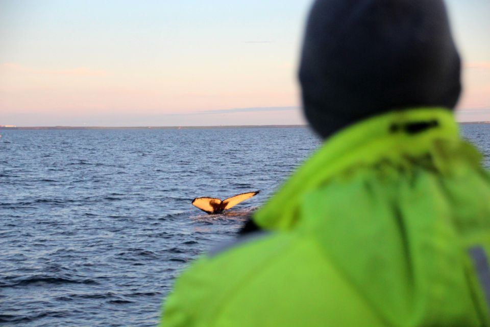 Reykjavík: Midnight Sun Whale Watching Cruise - Common questions